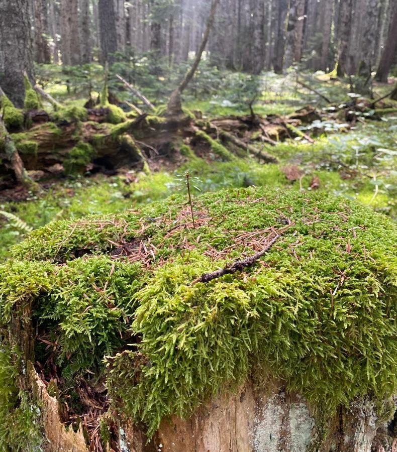 Vila Wild Escape Racha Ambrolauri Exteriér fotografie